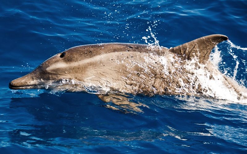 Delfín en Punta Allen