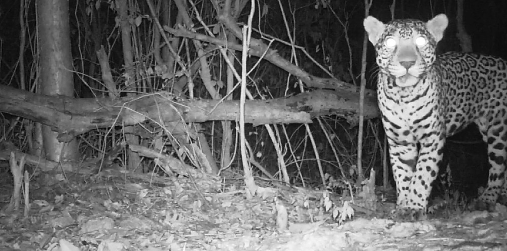 Jaguar captado por camara trampa en Río Secreto