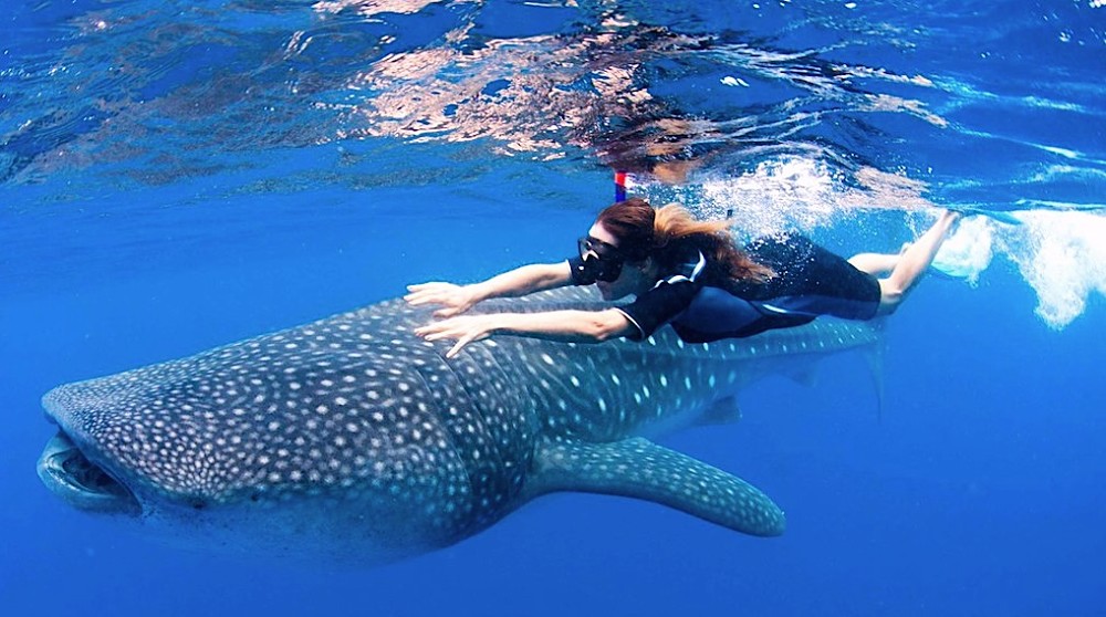 Tour con Tiburon Ballena en Isla Holbox