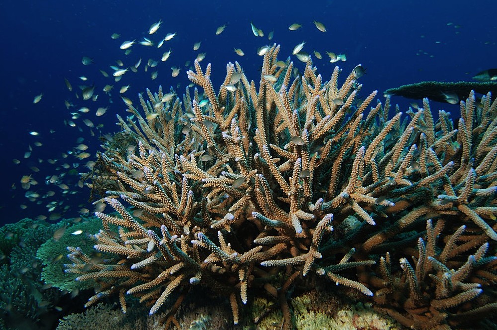 Coral Cuerno de Ciervo en arrecife Ixlaché