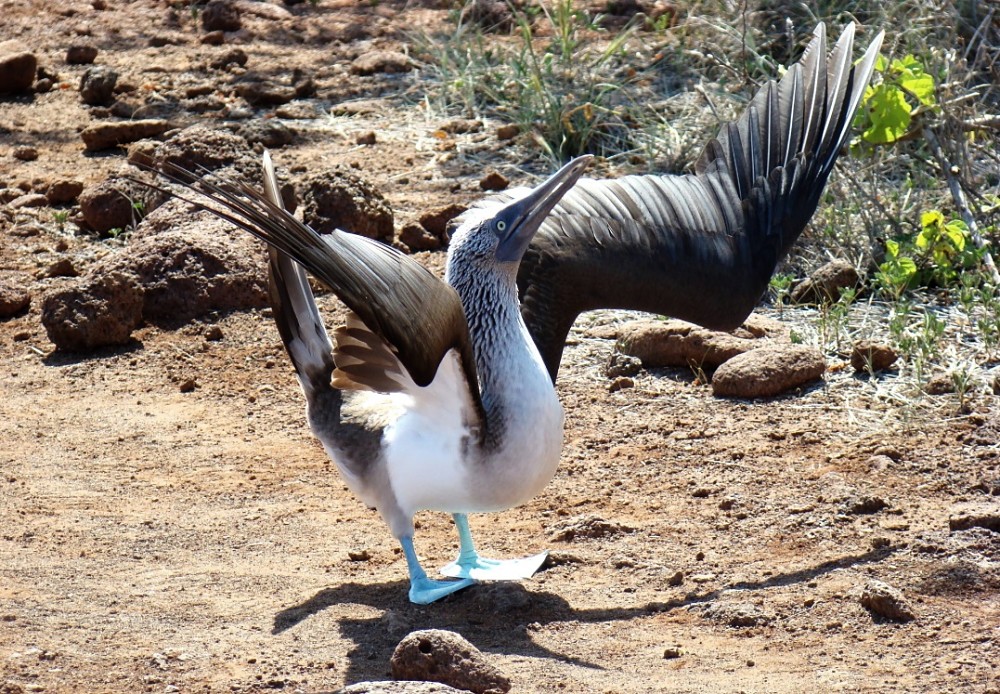 Pajaro-Bobo, Sayulita