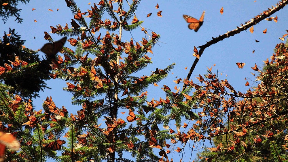 Reserva de la Biosfera de la Mariposa Monarca, Michoacán.