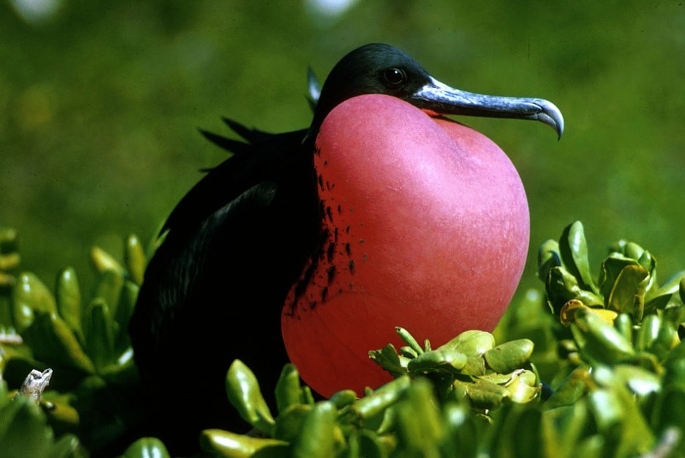 Fragata de Pecho Rojo macho, Isla Contoy